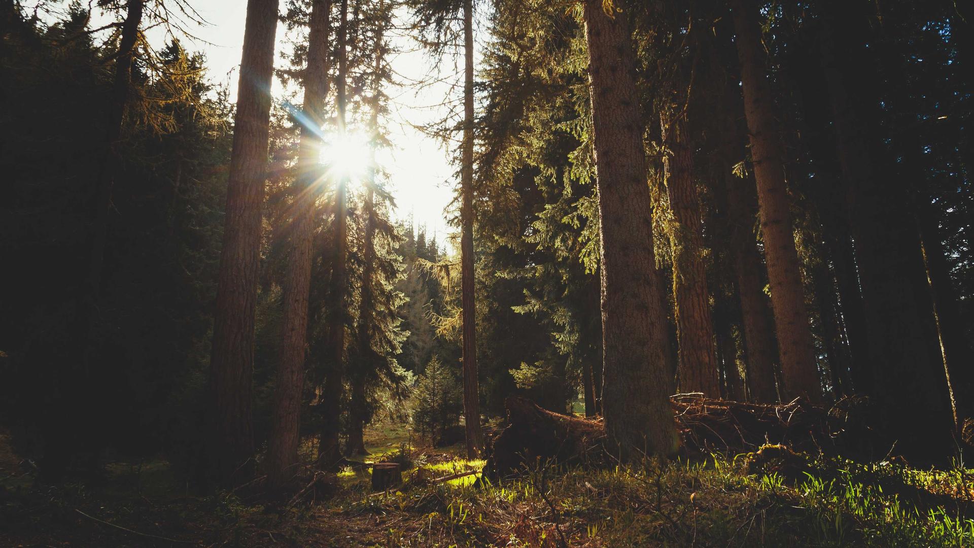 Sunlight breaking through a Nordic pine forest, placeholder visual for the Innovasjon Norge project